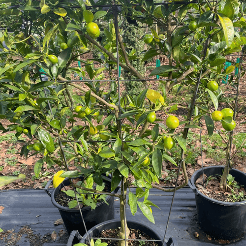 Citrus Lime Cocktail – Espaliered