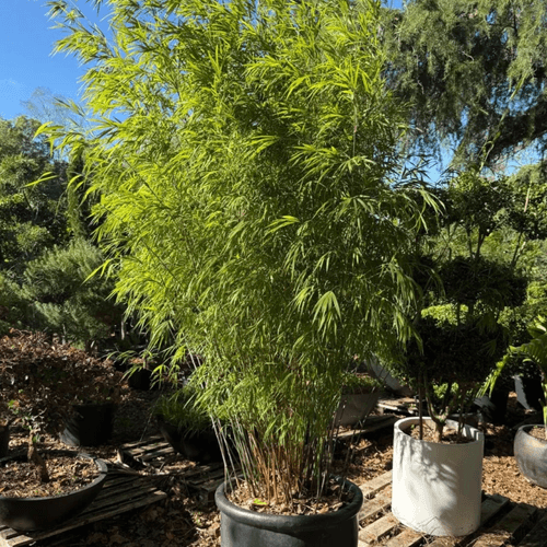 Bambusa Gracilis – Fairy Bamboo