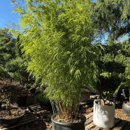 Bambusa Gracilis – Fairy Bamboo