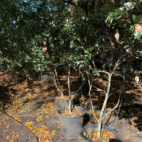 Camellia Tanya – Espaliered