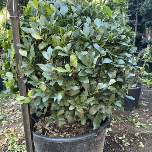 Laurus Nobilis – Globe