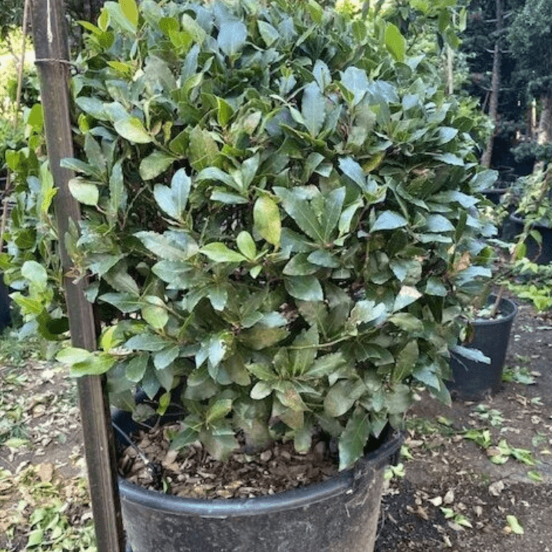 Laurus Nobilis – Globe