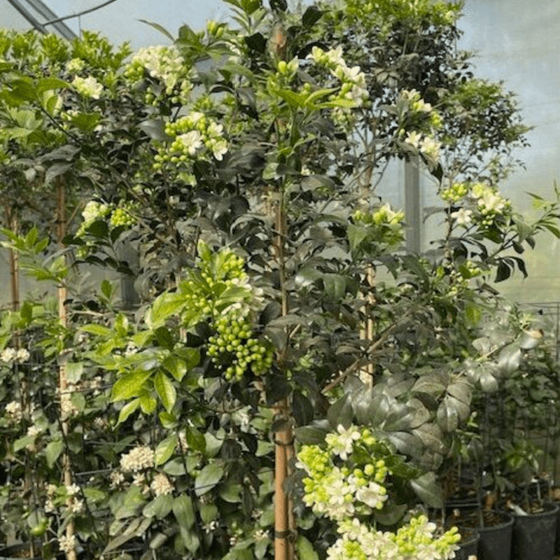 Murraya Paniculata