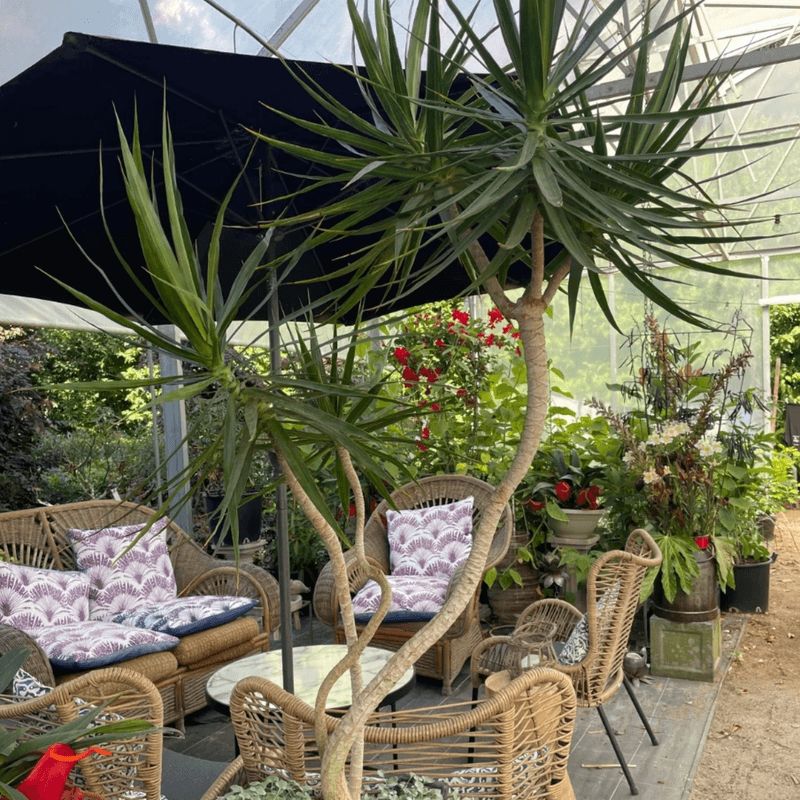 Dracena Marginata - Abstract