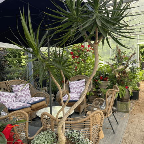 Dracena Marginata - Abstract