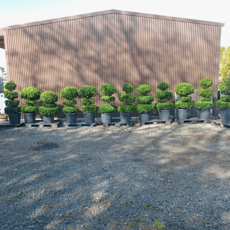 Multi Ball Topiaries