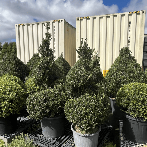 Twists & Spirals Topiary