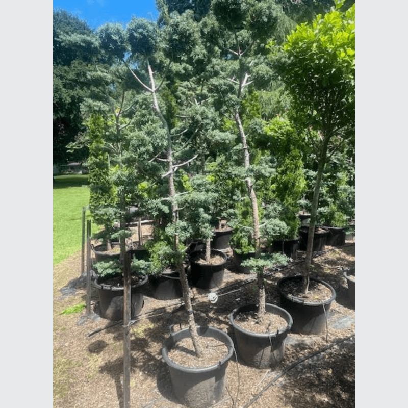 Podocarpus Matapouri Blue