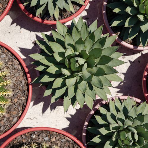Agave Blue Emperor | Plants