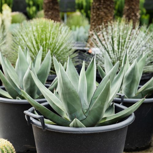 Agave Sharkskin | Plants