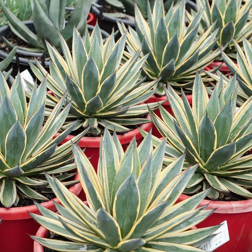 Agave Snow Glow | Plants