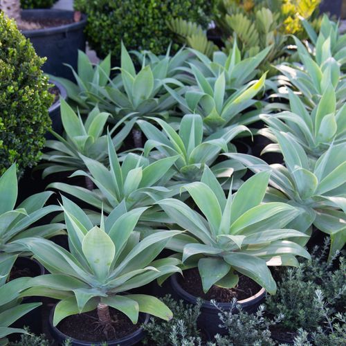 Agave Attenuata | Plants