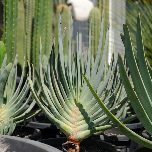 Aloe Plicatilis | Plants