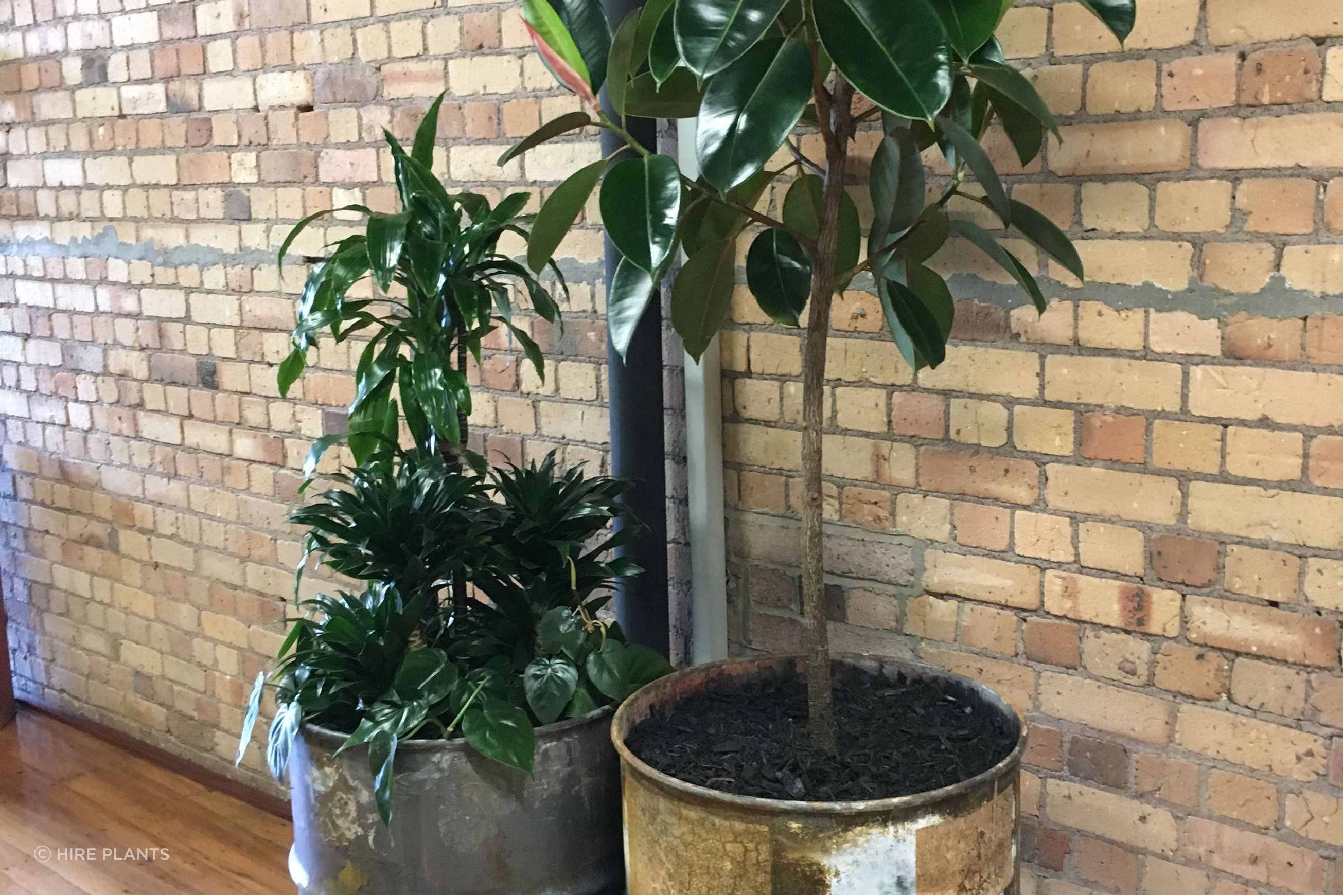 Indoor Plant Hire | Hire Plants