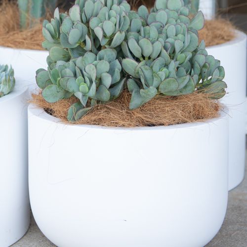 Crassula Bluebird | Plants