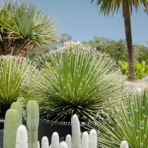 Dasylirion Acrotrichum | Plants