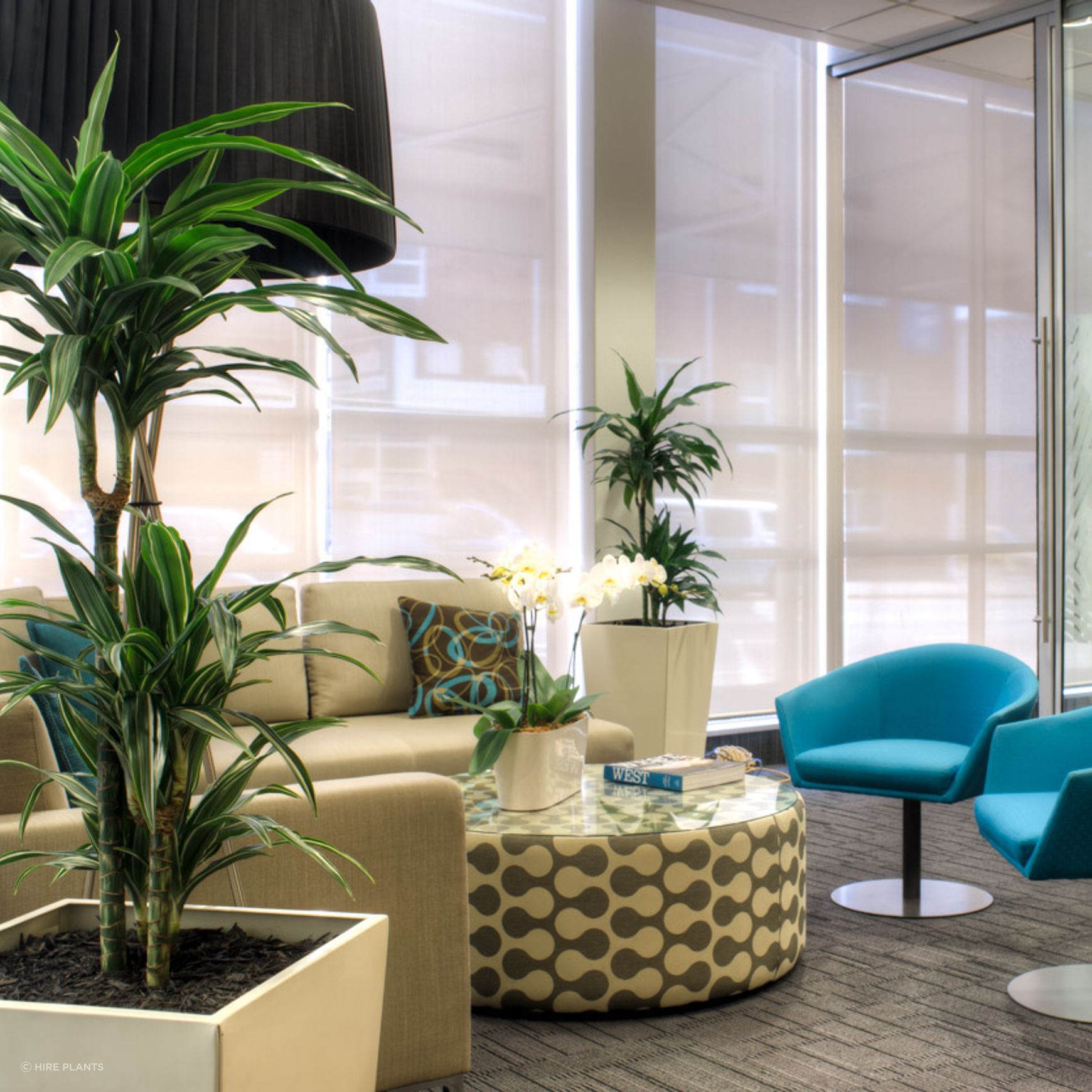 Indoor Plant Hire | Hire Plants