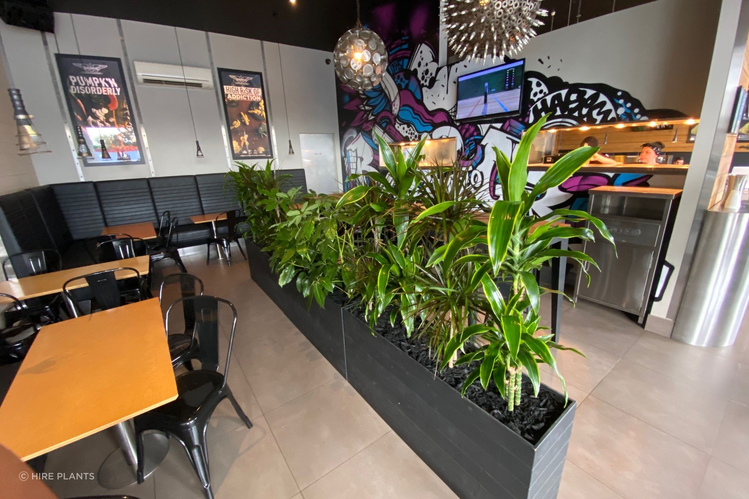 Indoor Plant Hire | Hire Plants