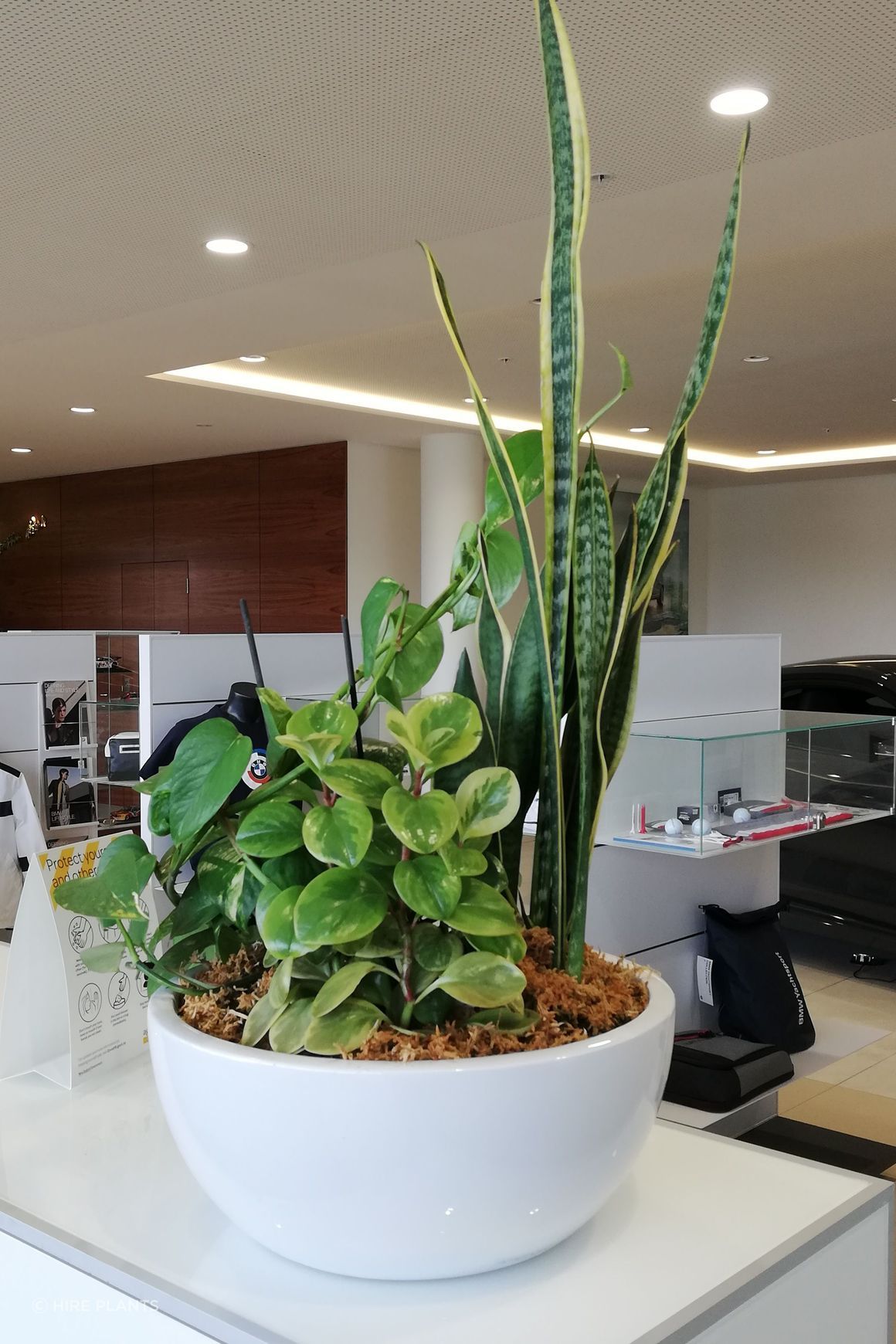 Indoor Plant Hire | Hire Plants