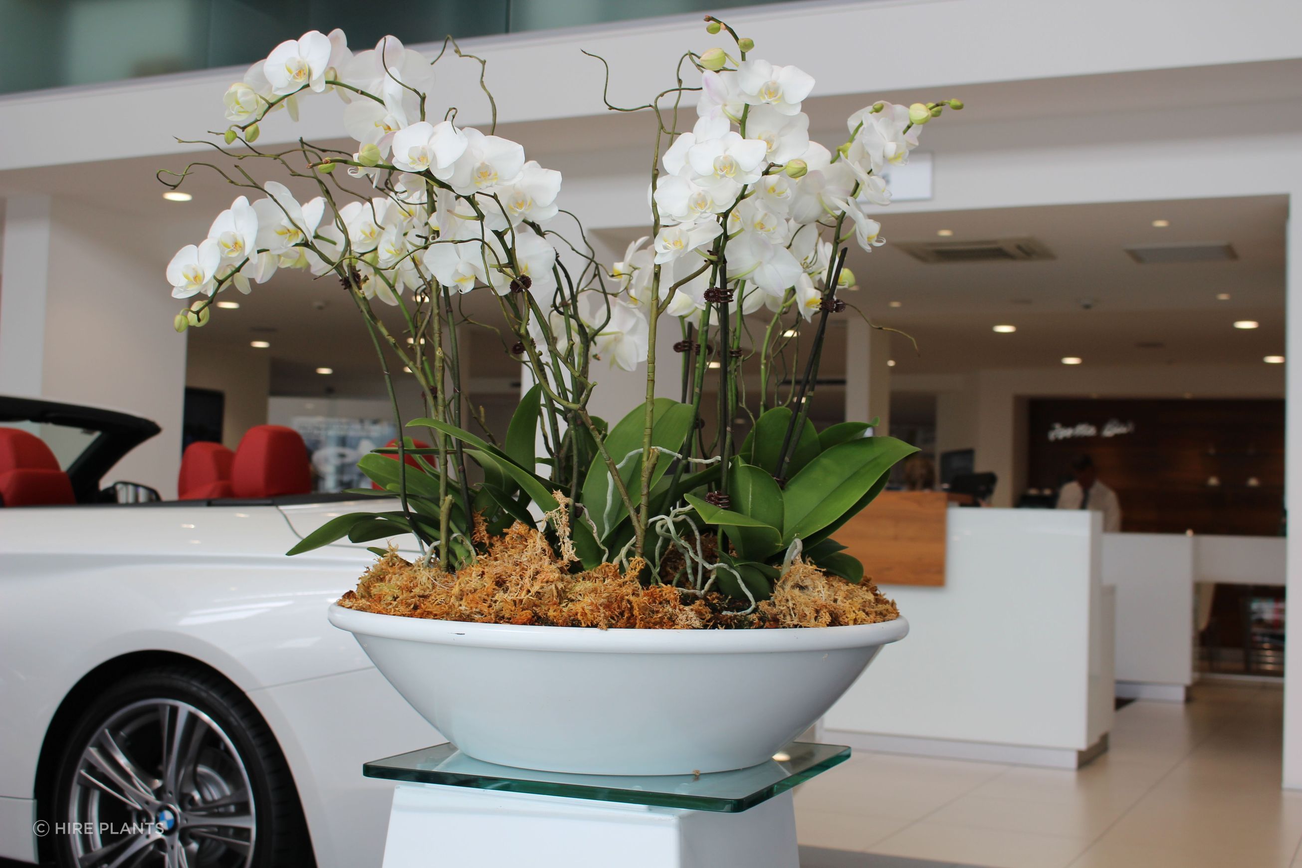 Indoor Plant Hire | Hire Plants