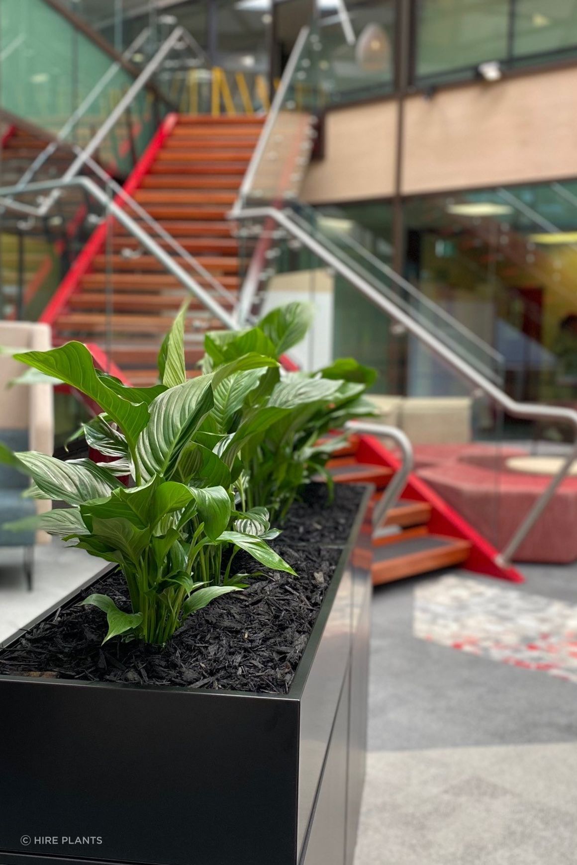 Indoor Plant Hire | Hire Plants