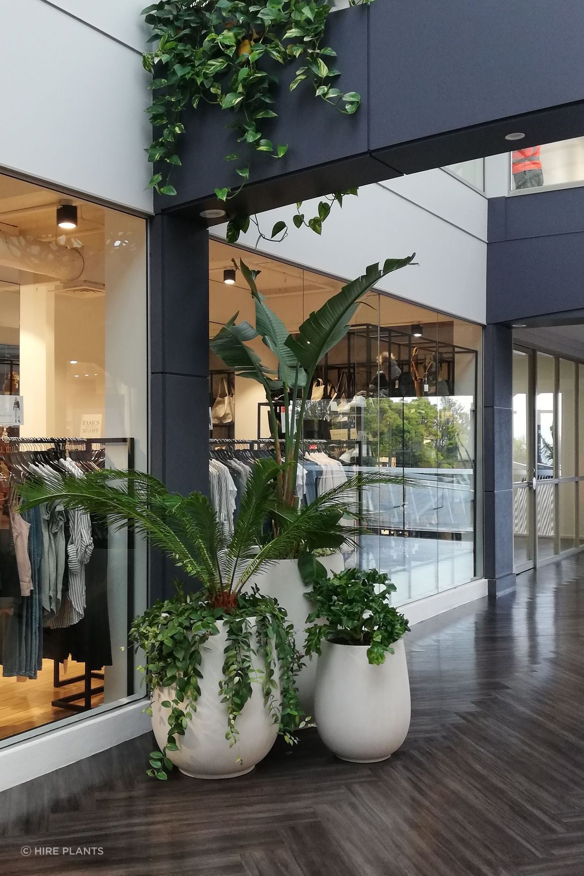 Indoor Plant Hire | Hire Plants
