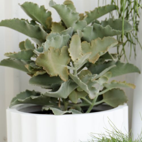 Kalanchoe Beharensis | Plants