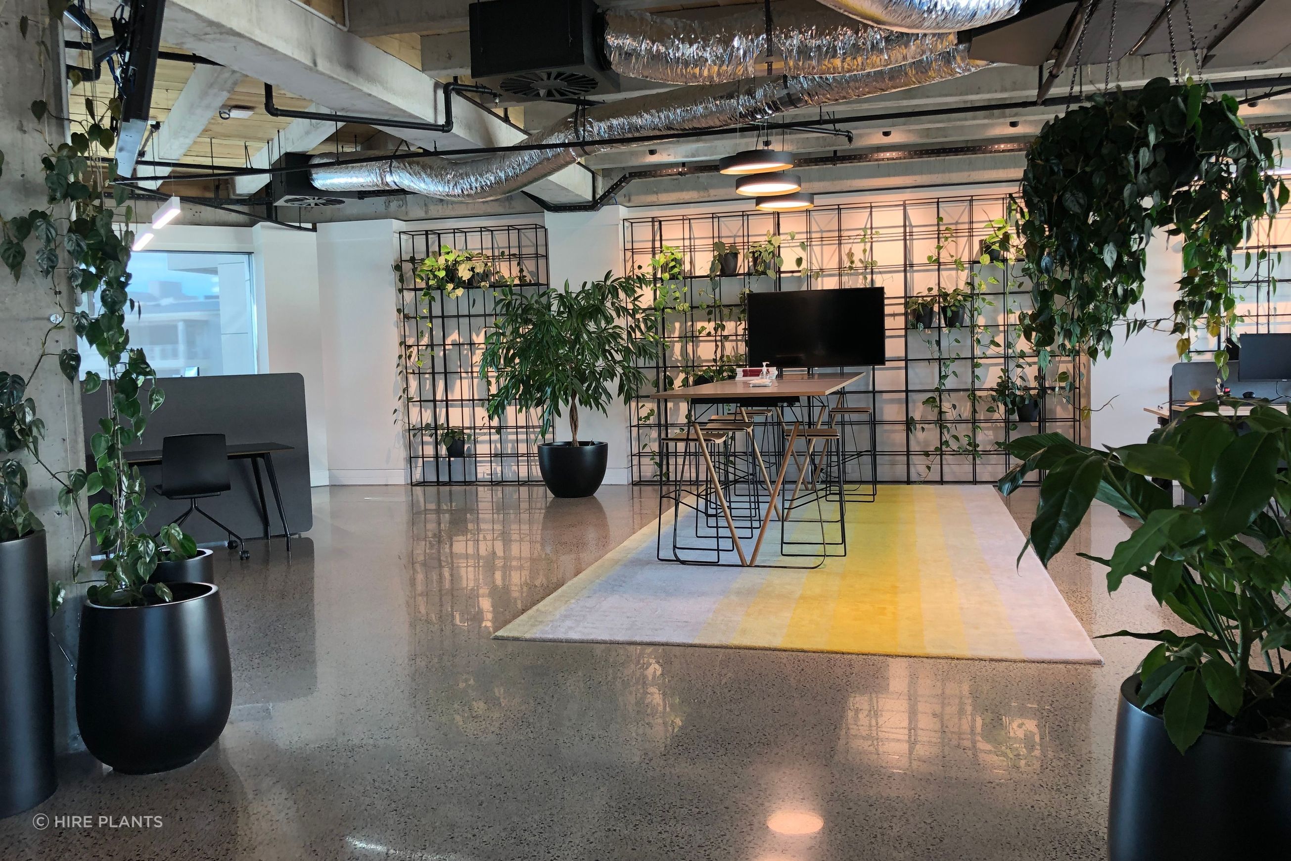 Indoor Plant Hire | Hire Plants