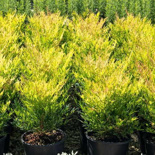 Nandina Moon Bay | Plants