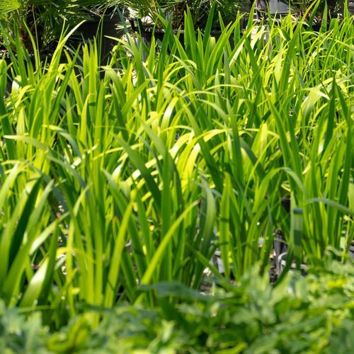 Neomarica Gracilis | Plants