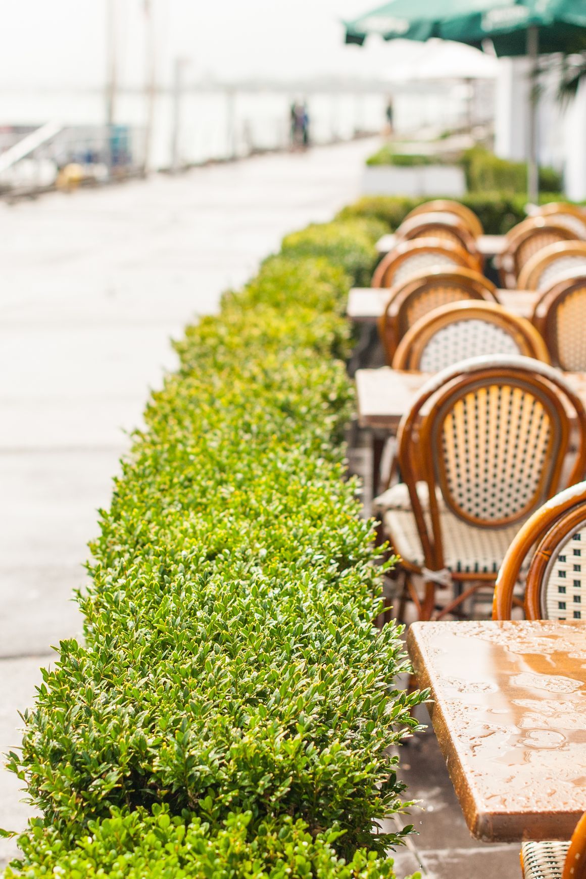 Outdoor Plant Hire | Hire Plants