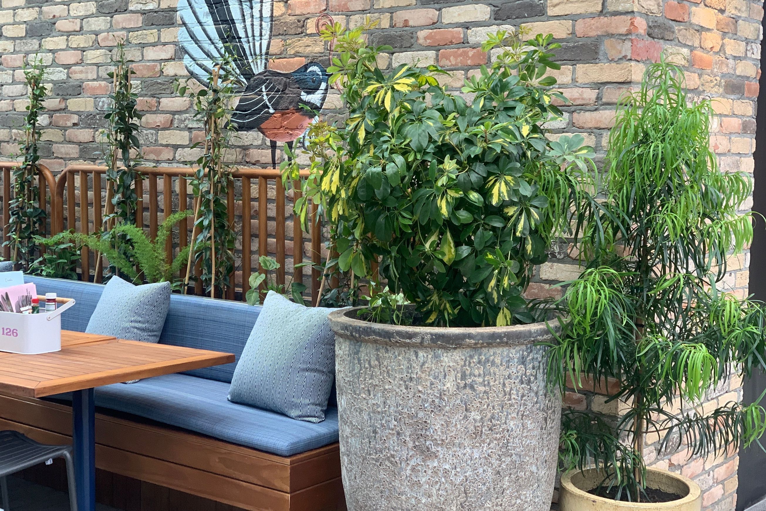 Outdoor Plant Hire | Hire Plants
