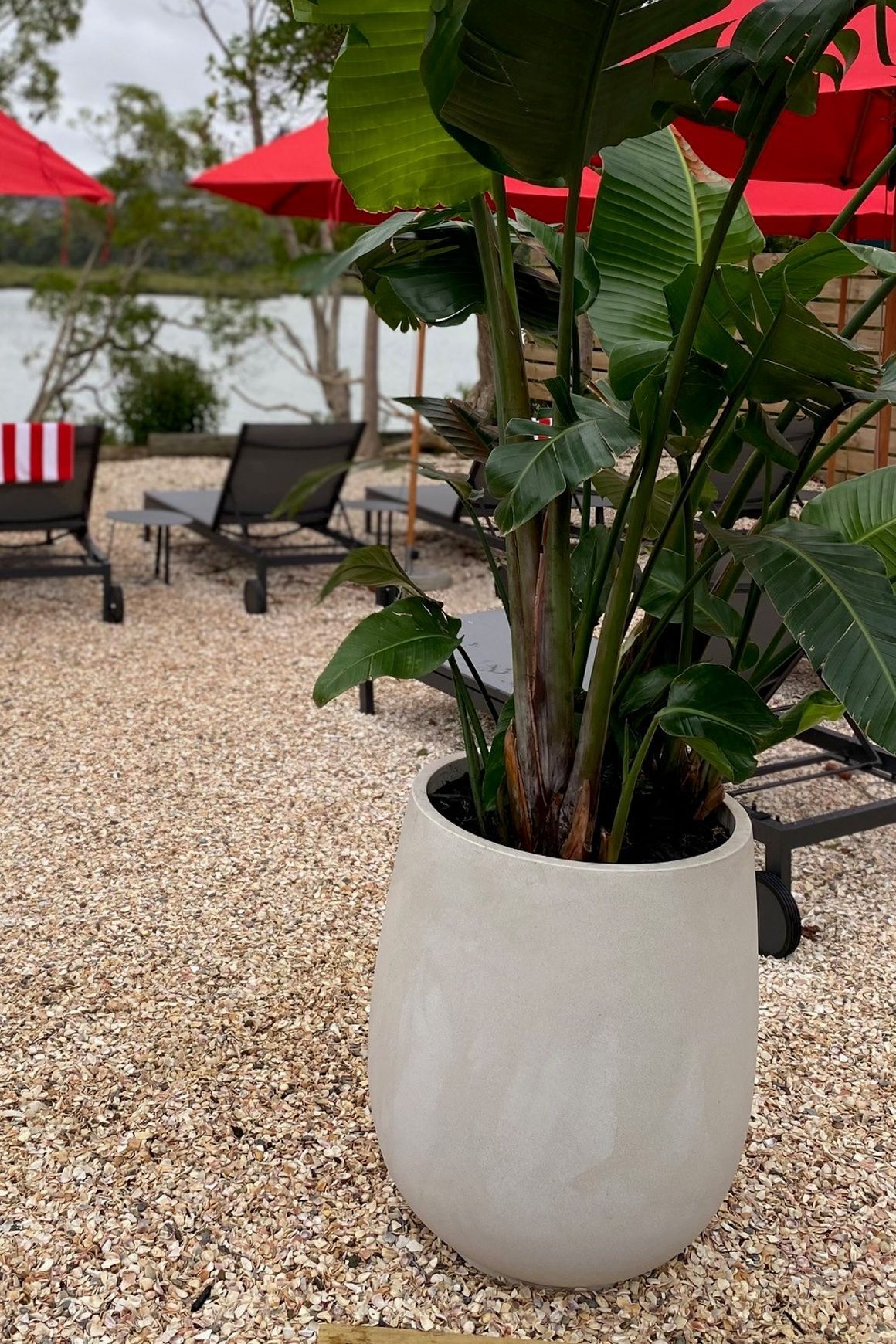 Outdoor Plant Hire | Hire Plants
