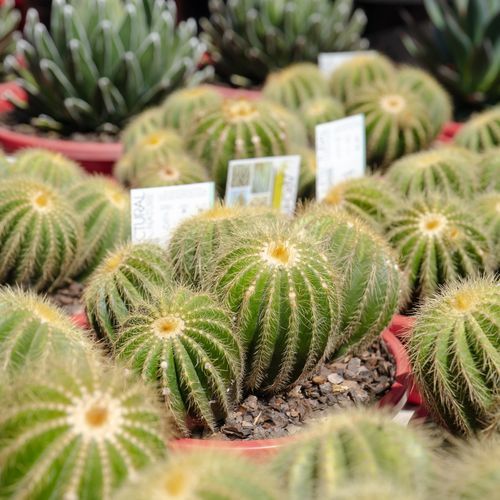 Parodia Warasii | Plants