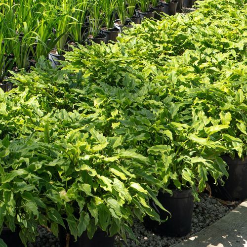 Philodendron Xanadu | Plants