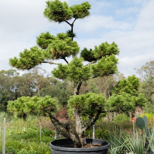 Pinus Thunbergii | Plants