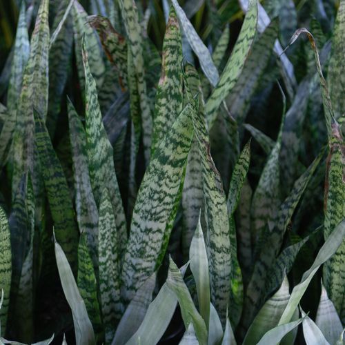Sansevieria Trifasciata | Plants
