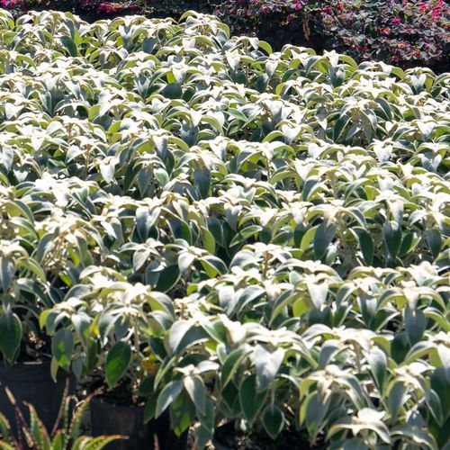 Strobilanthes Gossypinus | Plants