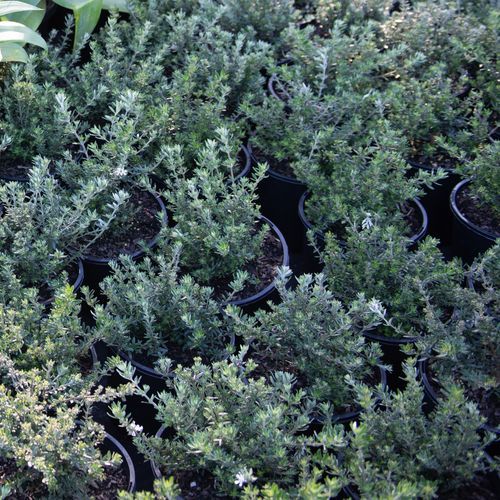 Westringia Fruticosa | Plants