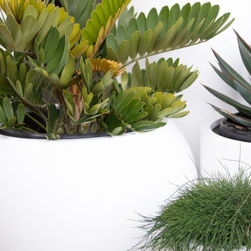 Zamia Furfuracea | Plants