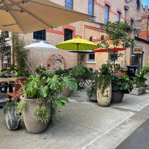 Outdoor Plant Hire | Hire Plants