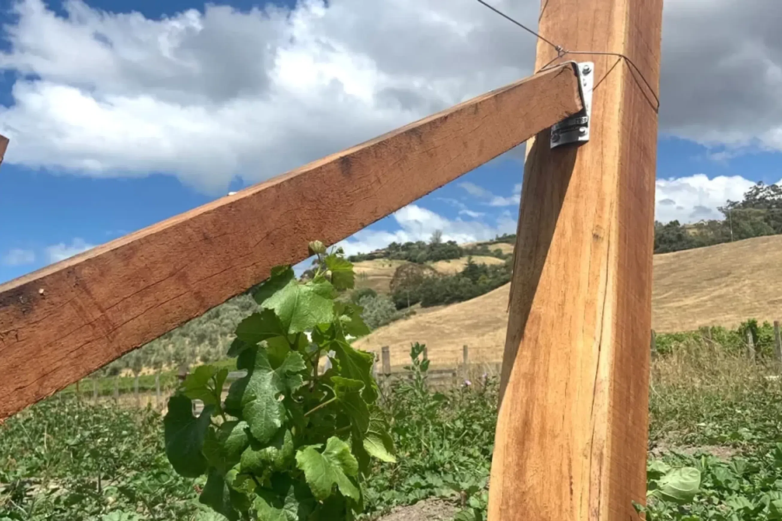 Vineyard Hardwood