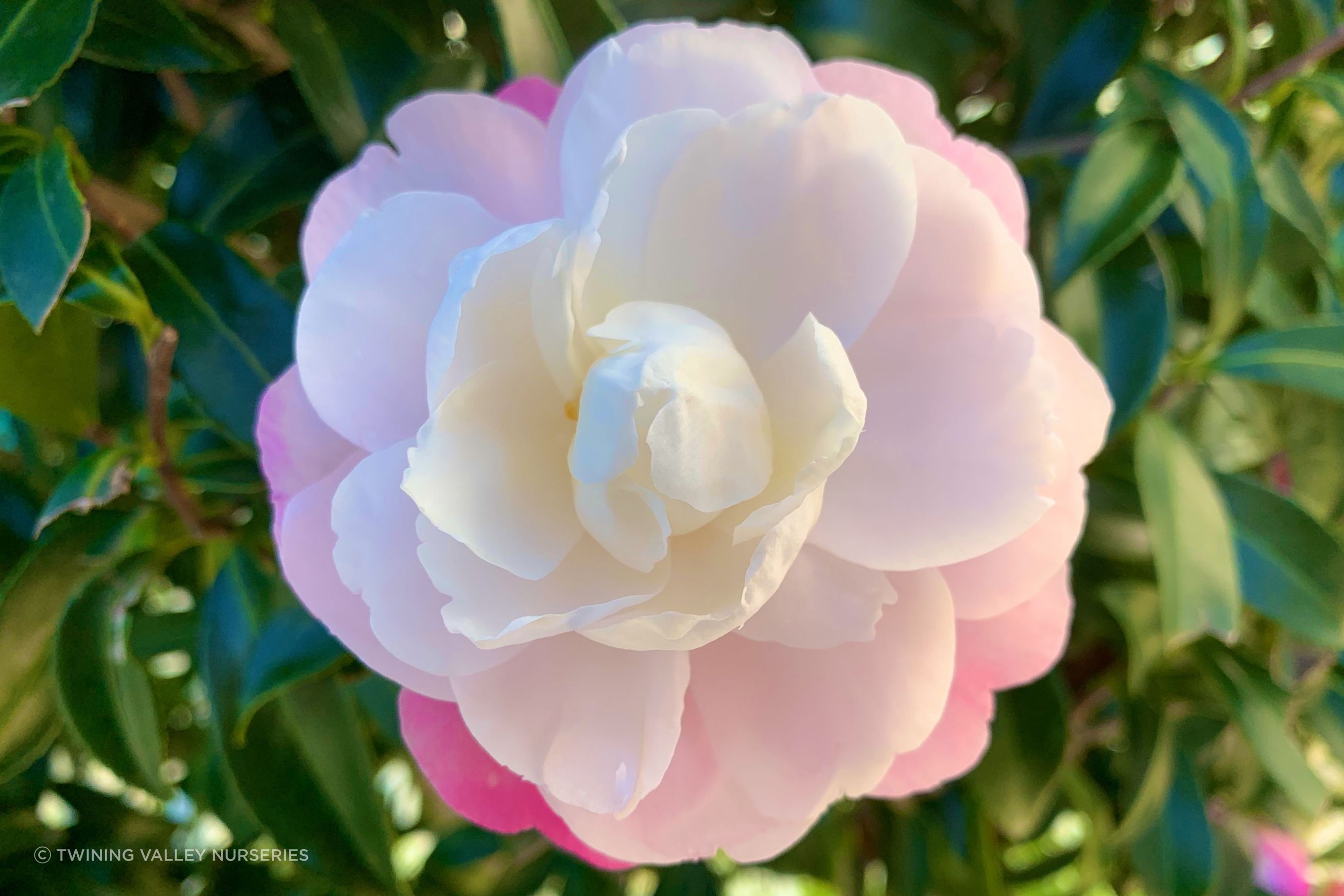 Camellia ‘Paradise Pearl’ instant hedge