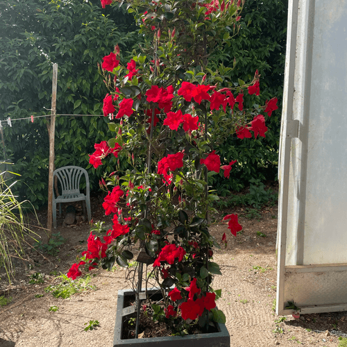 Mandevilla Forever Red