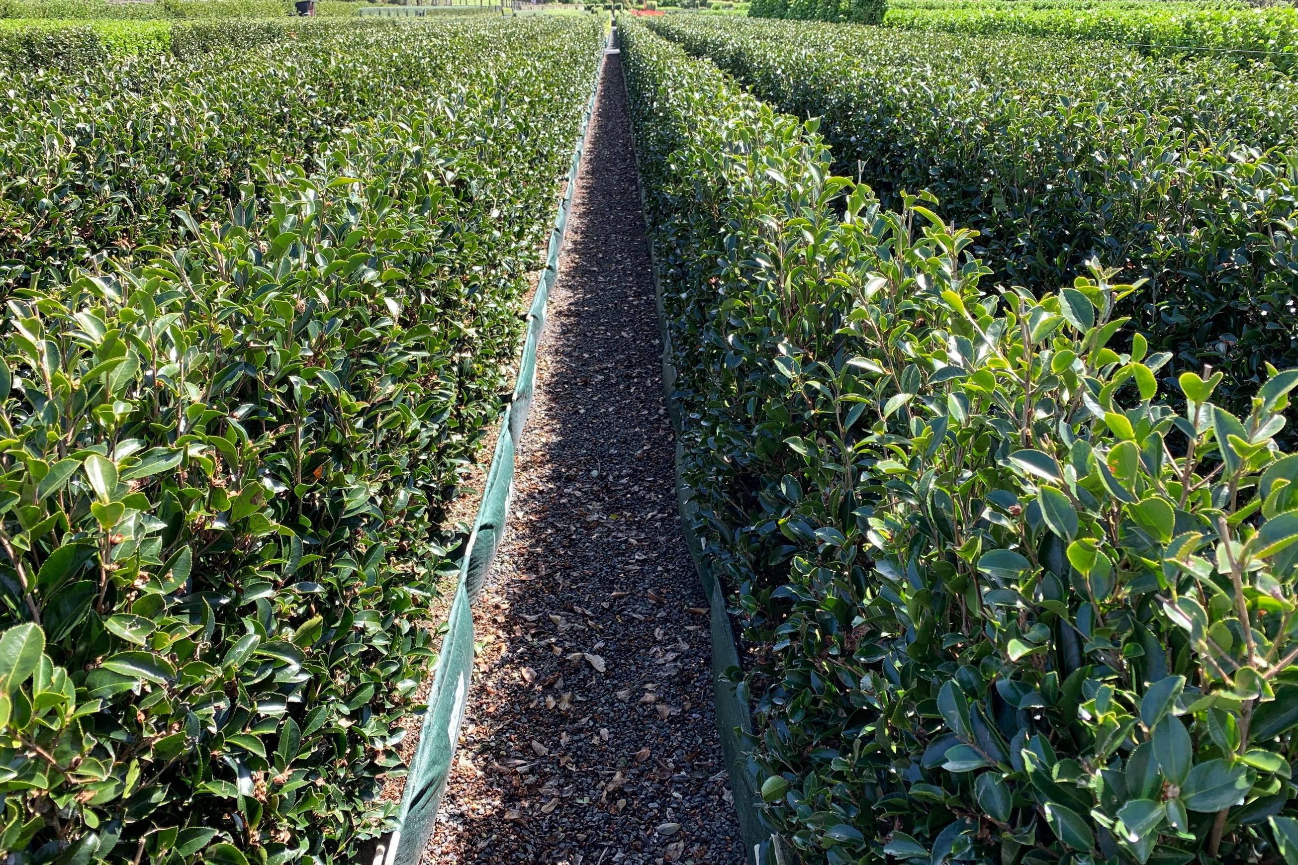 Camellia ‘Setsugekka’ instant hedge