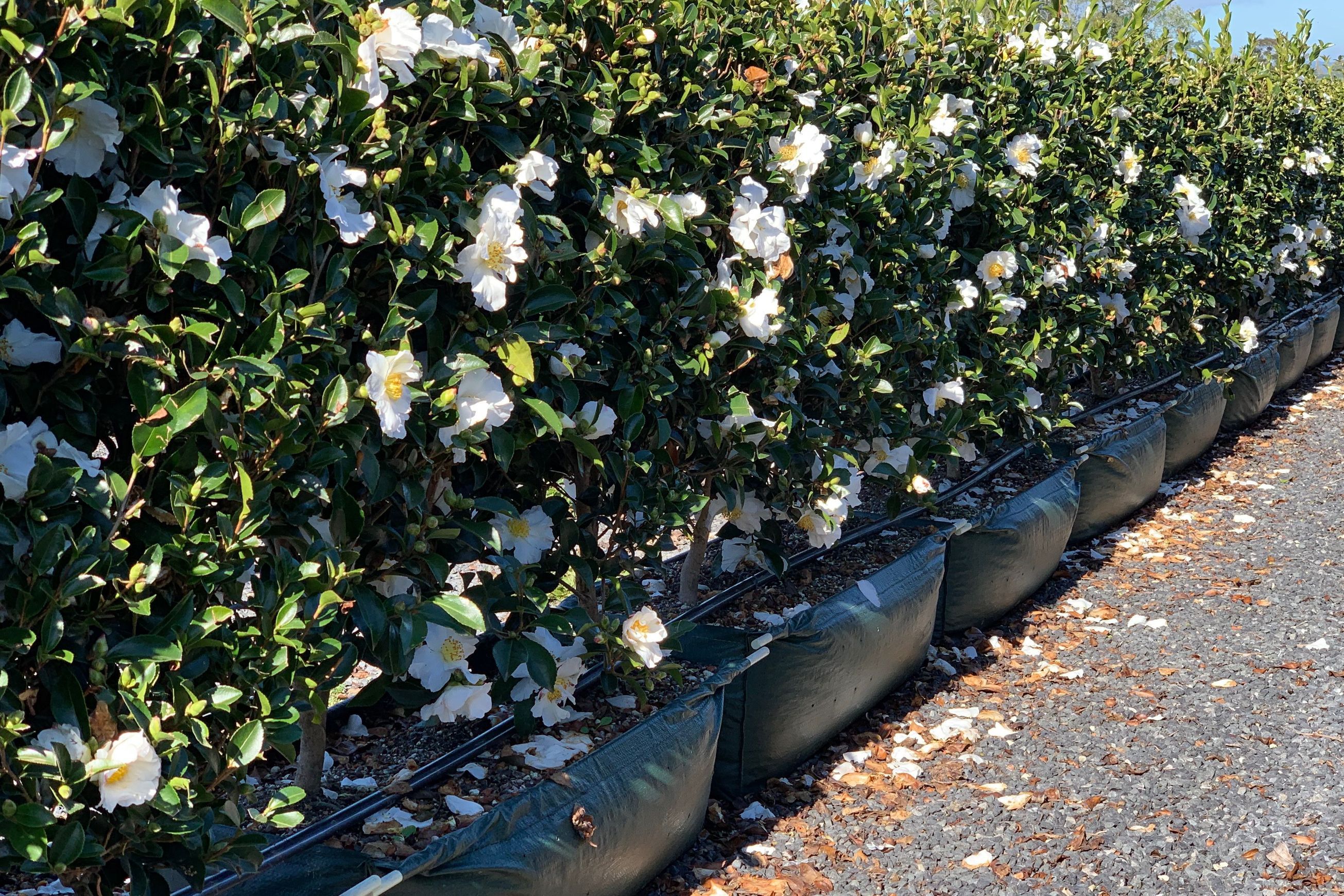 Camellia ‘Setsugekka’ instant hedge