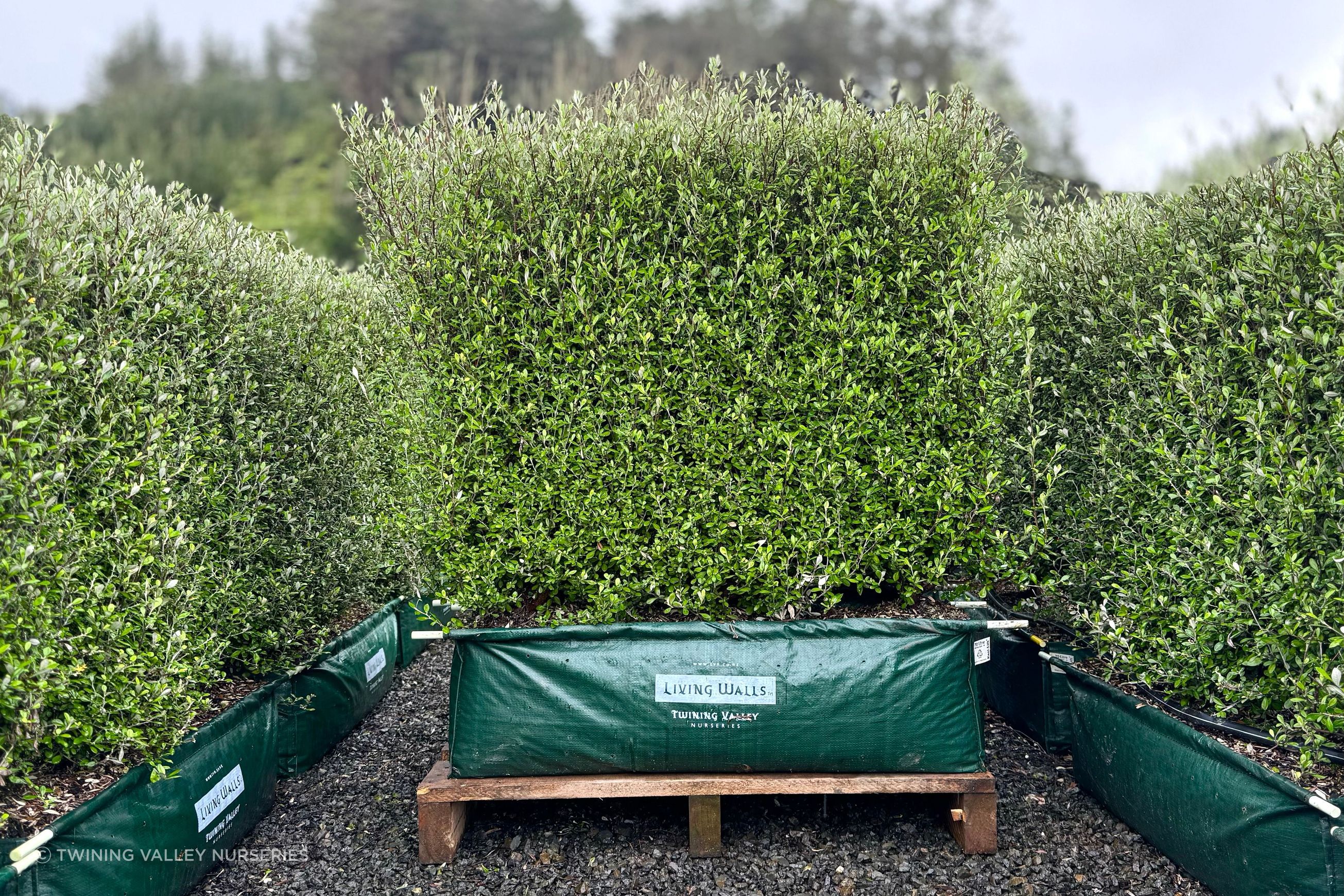 Corokia 'Clover' (PVR) instant hedge - mid-height