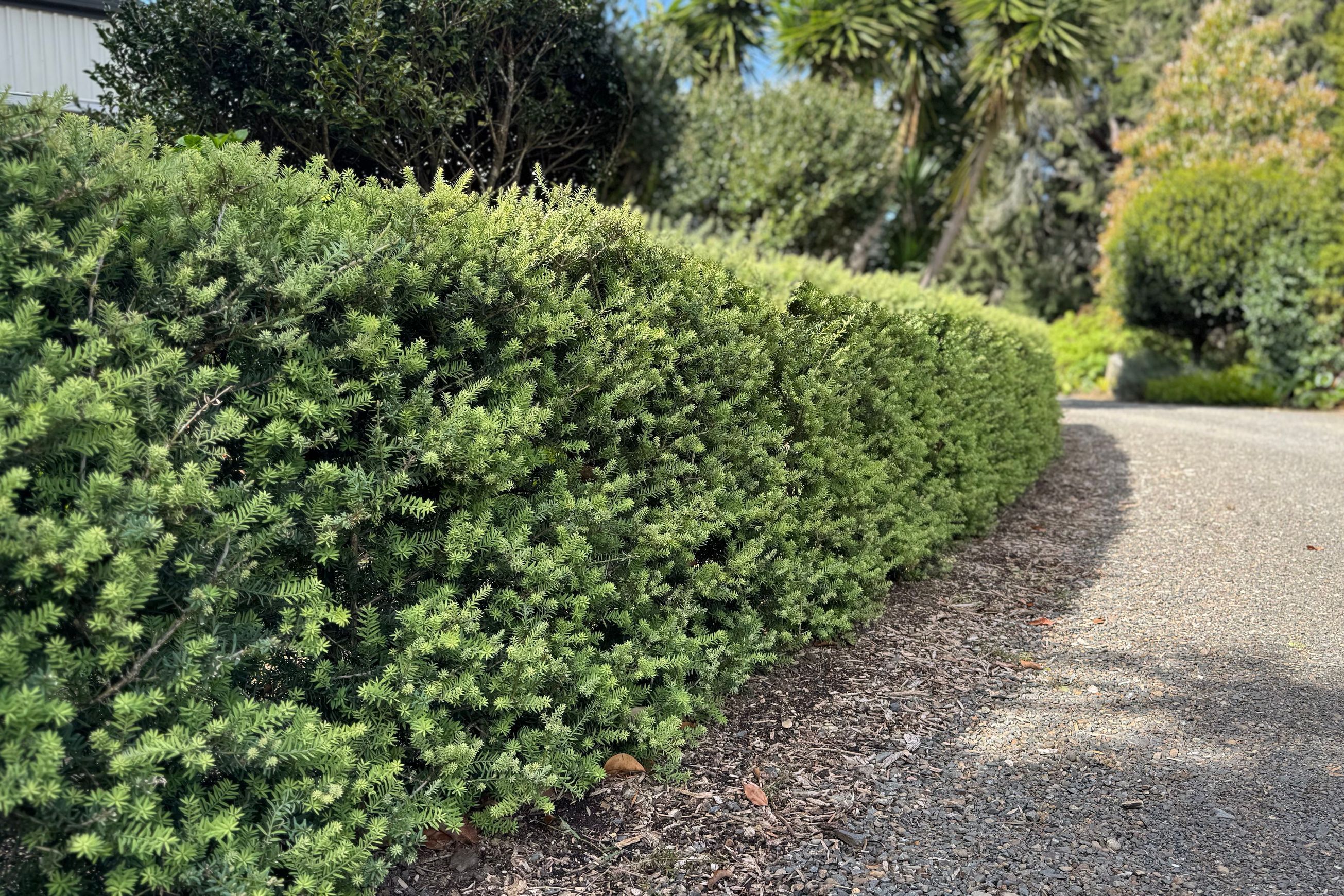 Podocarpus ‘Matapouri Blue’ instant hedge (Blue Totara)