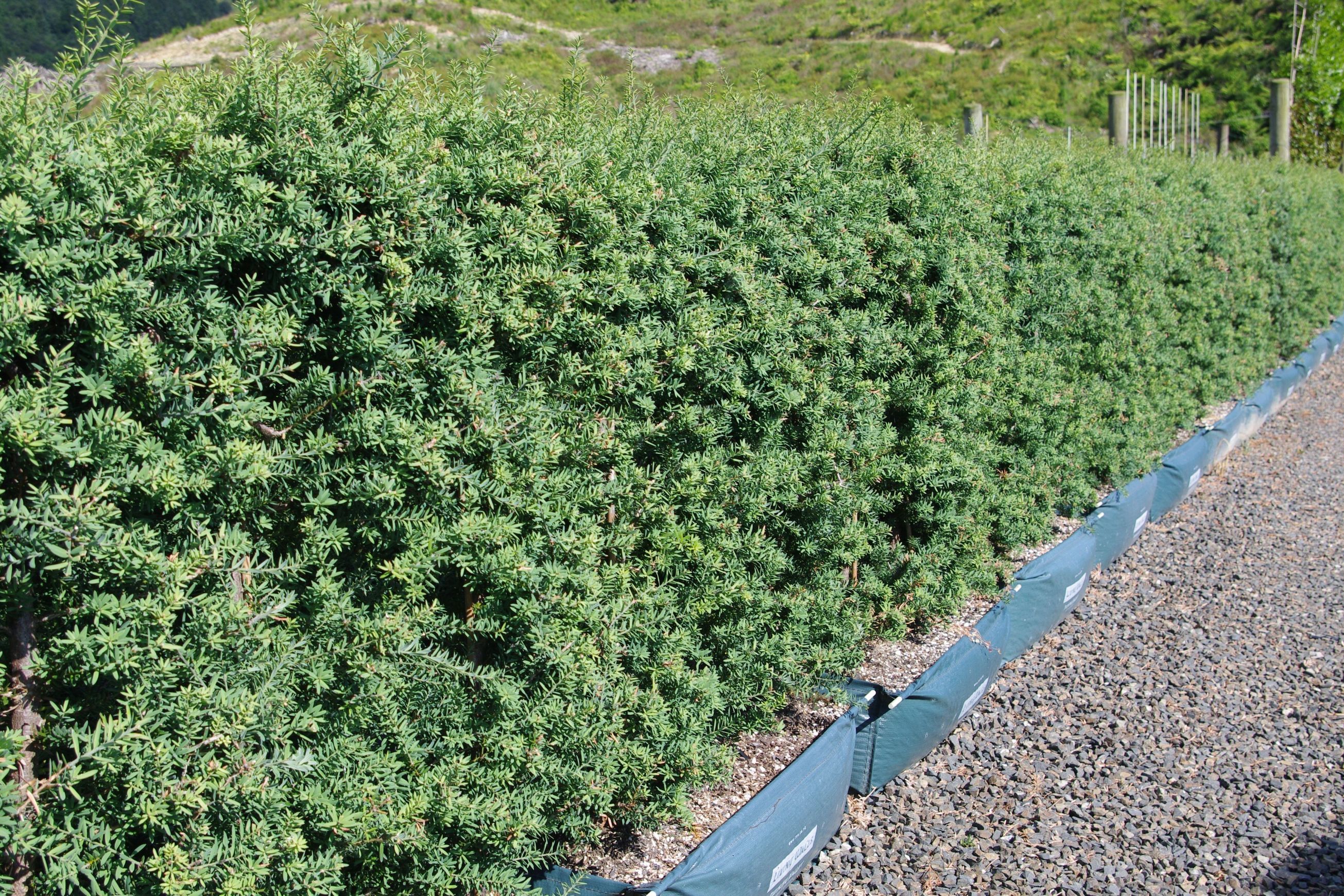 Podocarpus ‘Matapouri Blue’ instant hedge (Blue Totara)