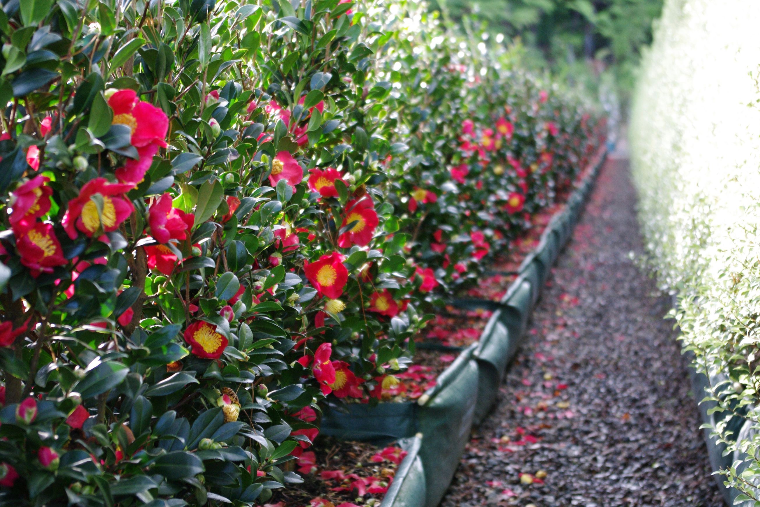Camellia ‘Yuletide’ instant hedge